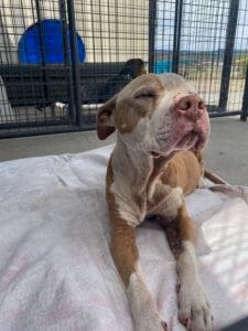 Dog Hospice Care, Pit BullSpirit the day after she came to RR
