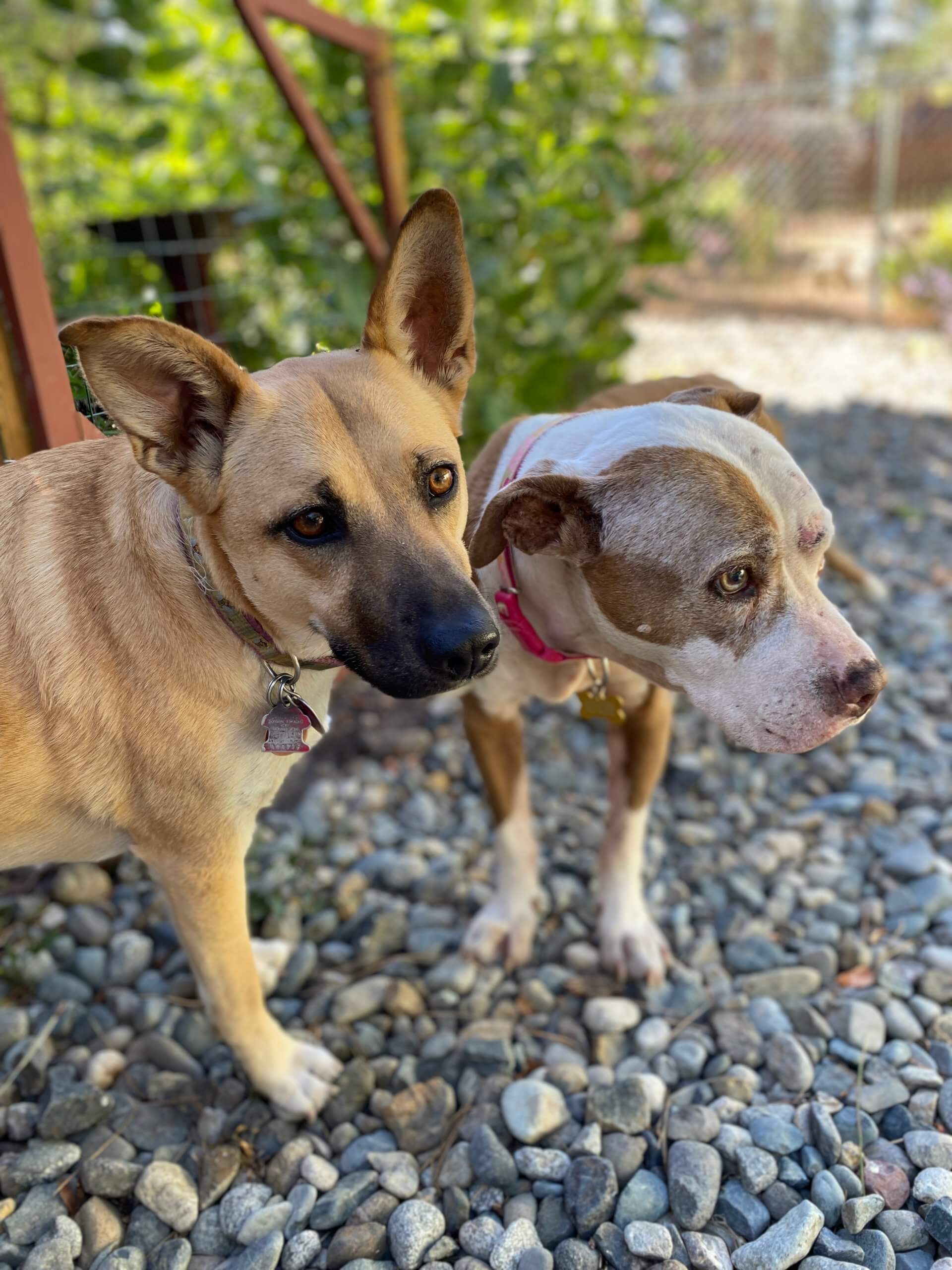 Pit Bull,Spirit keeping Frieda company Dog Hospice Care, Pit Bull,Spirit keeping Frieda company