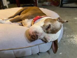 Dog Hospice Care, Pit Bull Spirit on best bed