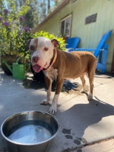 Dog Hospice Care, Pit BullSpirit, day before she passed