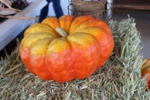 Pumpkin at Hunter Orchards
