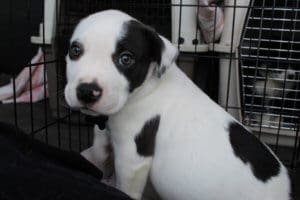 Rescue Ranch Pit Bulls, pitty puppy