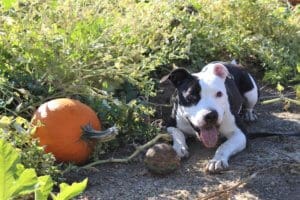 Pocket pittie, Ramona In the pumpkin Patch