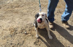 Pocket pittie, Ramona licking her nose