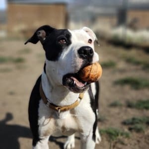 Pocket pittie, Ramona with ball