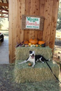 Pocket pittie, Ramona under Hunter Orchards sign