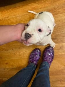 Fire dog puppies_Alliw_9 weeks