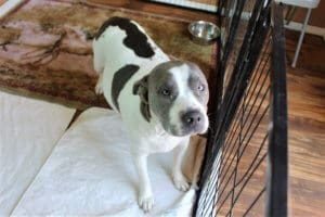 Rescue Ranch Pit Bulls, Andie in Puppy Palace before giving birth