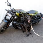 D & S Harley Davidson Pet Day, Camille and green Harley