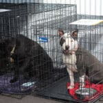 D & S Harley Davidson Pet Day, Doris