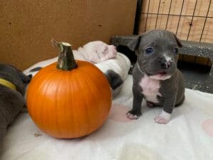 Fire dog puppies_ Gabby 3 weeks