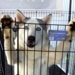 D & S Harley Davidson Pet Day,Goliath Husky