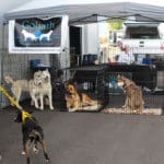 D & S Harley Davidson Pet Day,Goliath Mt Rescue Tent with huskies and shepherds