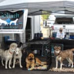 D & S Harley Davidson Pet Day, Goliath Mt Rescue Tent with huskies and shepherds