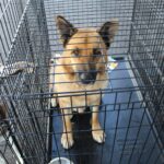 D & S Harley Davidson Pet Day, Goliath Mt Rescue Shepherd