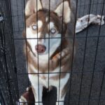 D & S Harley Davidson Pet Day, Goliath Mt Rescue husky