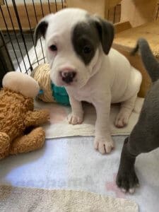 Fire dog puppies_Hallie_5 weeks