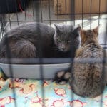 D & S Harley Davidson Pet Day, Melly Cat Blue Kitty