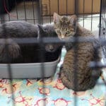 D & S Harley Davidson Pet Day, Melly Cat tabby
