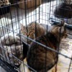 D & S Harley Davidson Pet Day, Melly Cats