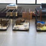 D & S Harley Davidson Pet Day, Melly Cat kennels