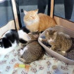 D & S Harley Davidson Pet Day, Melly Cats