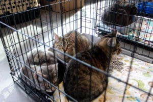 D & S Harley Davidson Pet Day, Melly Cats