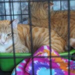 D & S Harley Davidson Pet Day, Melly Cat orange tabbies