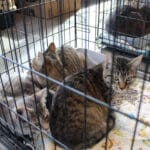 D & S Harley Davidson Pet Day, Melly Cats