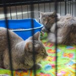 D & S Harley Davidson Pet Day, Melly Cat grey tortie angora