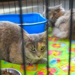 D & S Harley Davidson Pet Day, Melly Cat grey tortie short hair