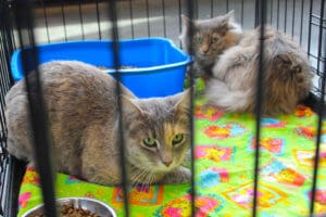 D & S Harley Davidson Pet Day, Melly Cat grey tortie short hair