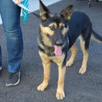 D & S Harley Davidson Pet Day, Mochi