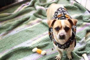 D & S Harley Davidson Pet Day, Rue