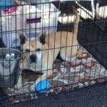 D & S Harley Davidson Pet Day, Bean