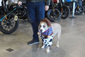 D & S Harley Davidson Pet Day, pittie mix named Radar in cowboy costume