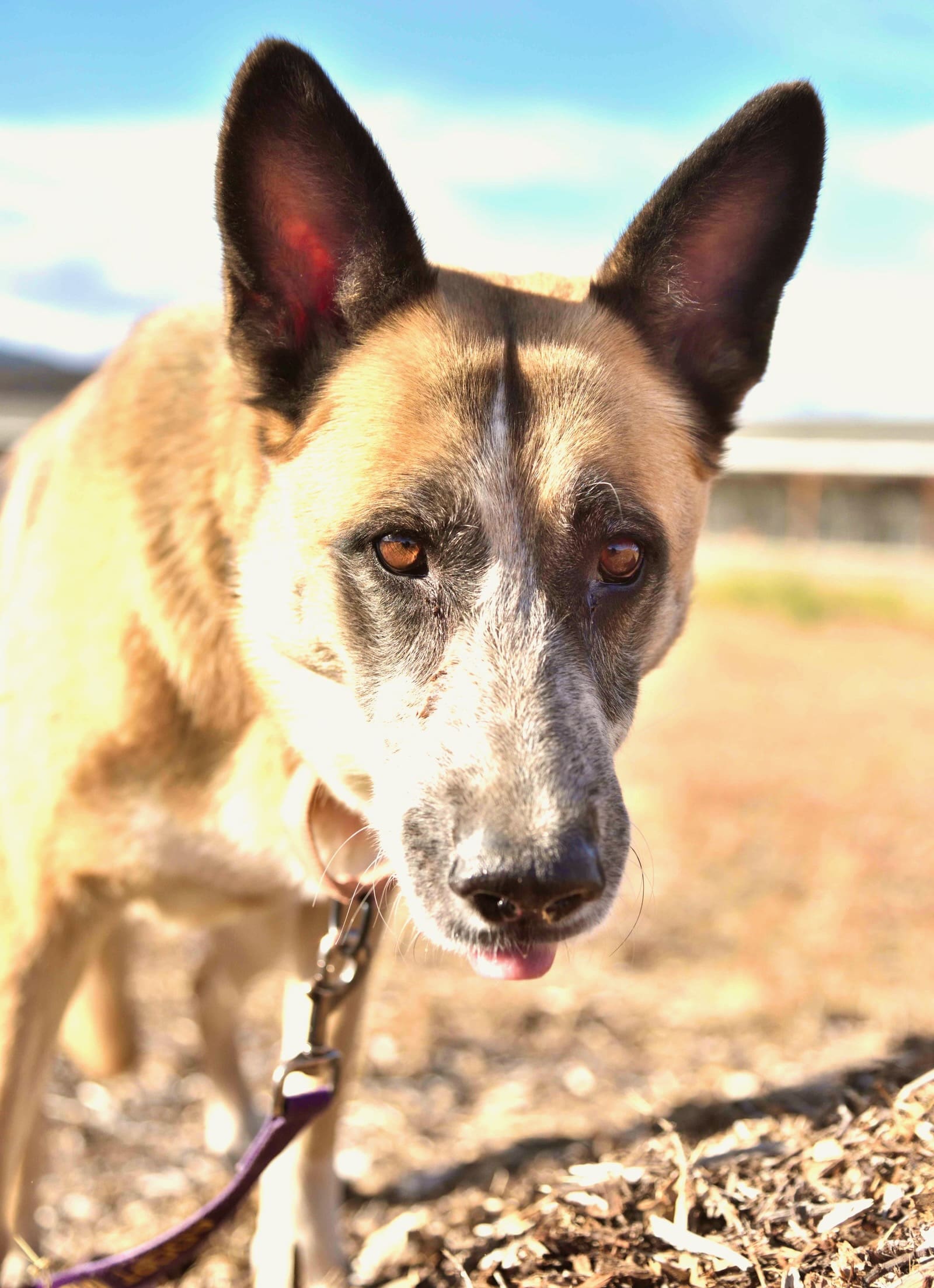 Reba_portrait