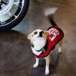 D & S Harley Davidson Pet Day, Red Dog Pet Supply dogs in red vest