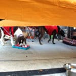 D & S Harley Davidson Pet Day, Red Dog Pet Supply dogs in red vests