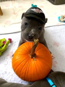 Fire dog puppies_Tufa-in-Harley-hat