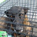 D & S Harley Davidson Pet Day, ,Wrangler