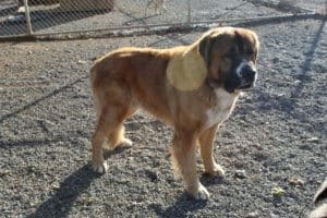 Saint Bernard, Thor, enjoying Rescue Ranch outdoor yard