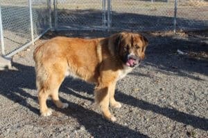 Saint Bernard, Thor, enjoying Rescue Ranch outdoor yard