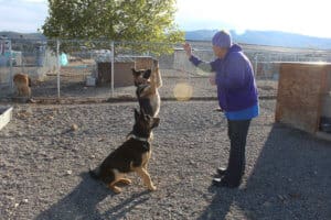 Full Capacity, socializing with dogs