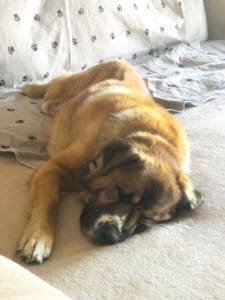 Saint Bernard, Thor, sleeping on sofa in new home