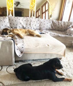 Saint Bernard, Thor, on sofa and Koda on the floor
