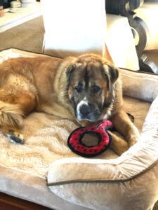 Saint Bernard, Thor, on his bed with toy