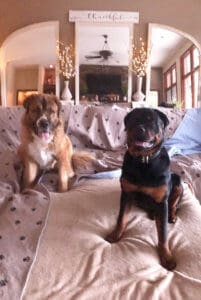 Saint Bernard, Thor, and Koda on sofa