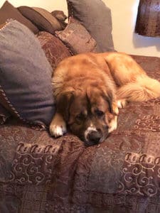 Saint Bernard, Thor, on people bed