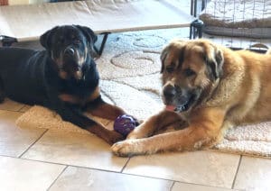Saint Bernard, Thor, lying on the floor with Koda